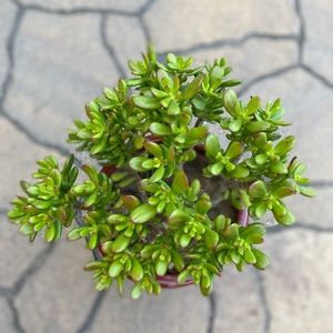 Live Green Crassula Ovata Red Tip Jade Plant!